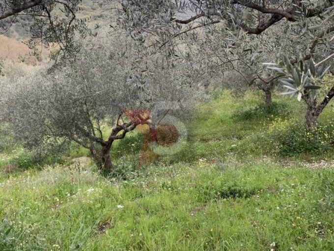 ΕΛΑΙΟΠΕΡΙΒΟΛΟ ΔΑΦΝΙ